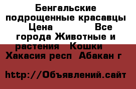 Бенгальские подрощенные красавцы. › Цена ­ 20 000 - Все города Животные и растения » Кошки   . Хакасия респ.,Абакан г.